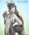 йифф FURRY - YIFF арта
