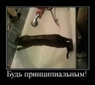 Лучшие демотиваторы.