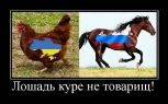 Лучшие демотиваторы.