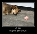 Лучшие демотиваторы.