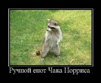Лучшие демотиваторы.