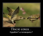 Лучшие демотиваторы.